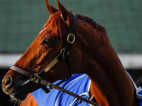 emirates stakes field|Blue Grass Stakes 2024 Odds, Field And Picks On The Road To .